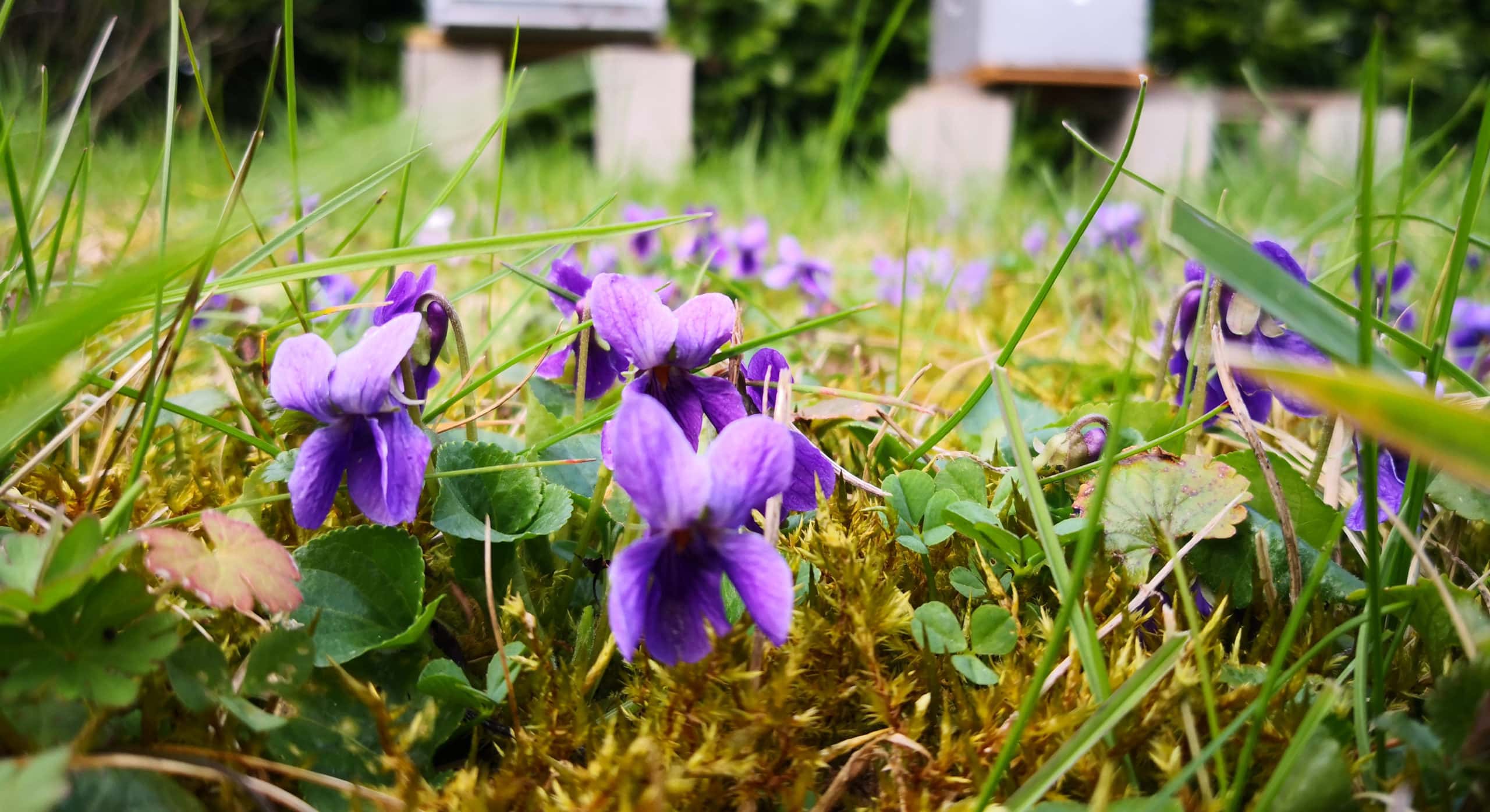 10 Nutritious Edible Weeds