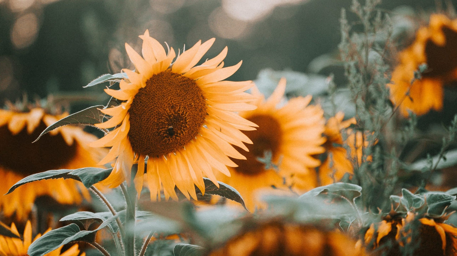 How to Save Seed From Your Garden