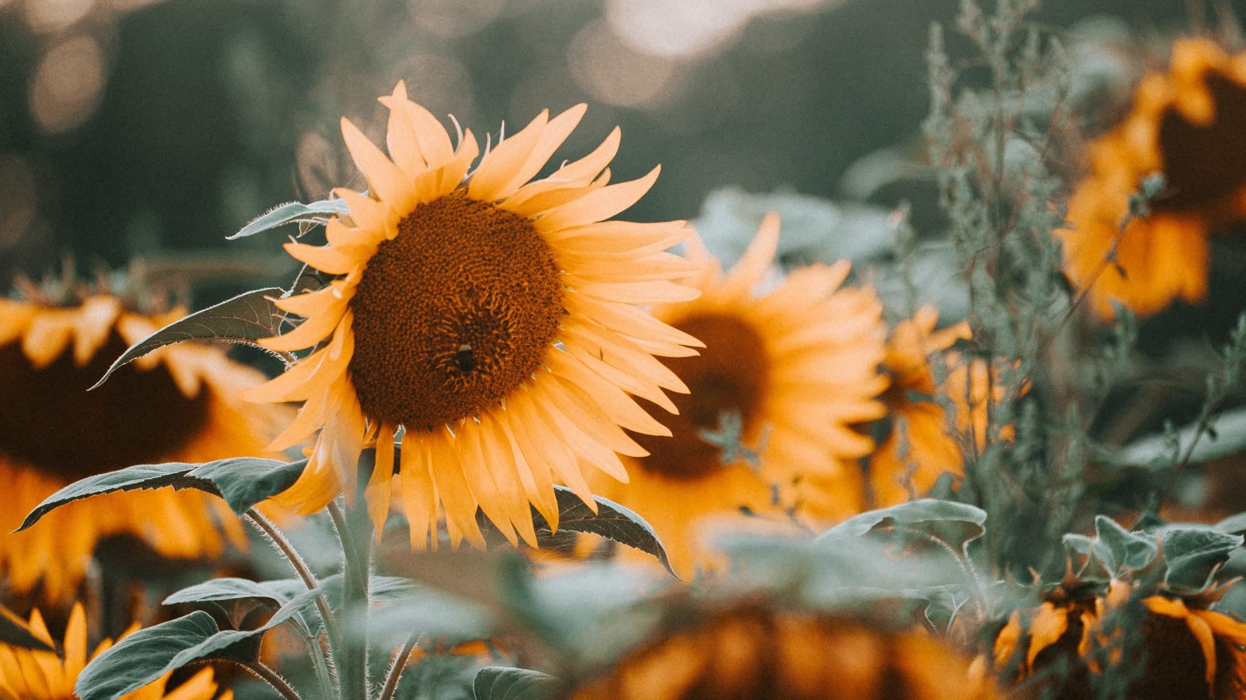 How to Save Seed From Your Garden