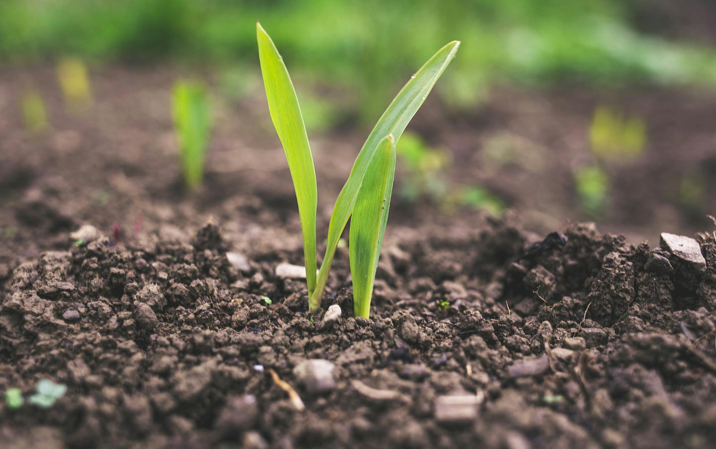 Debunking 10 Common Garden Soil Myths - Eartheasy