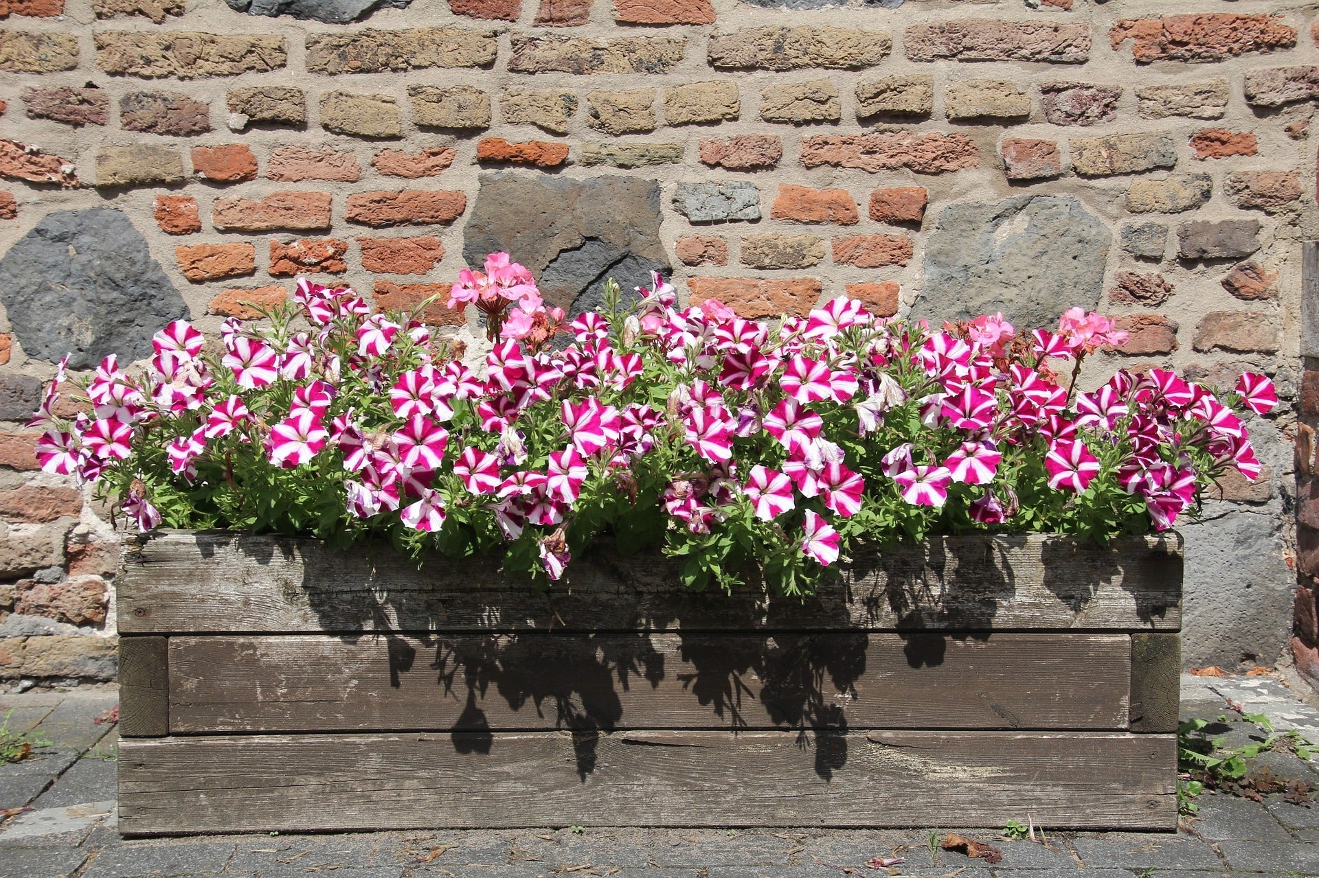 5 Easy Tips for Gardening in Planter Boxes