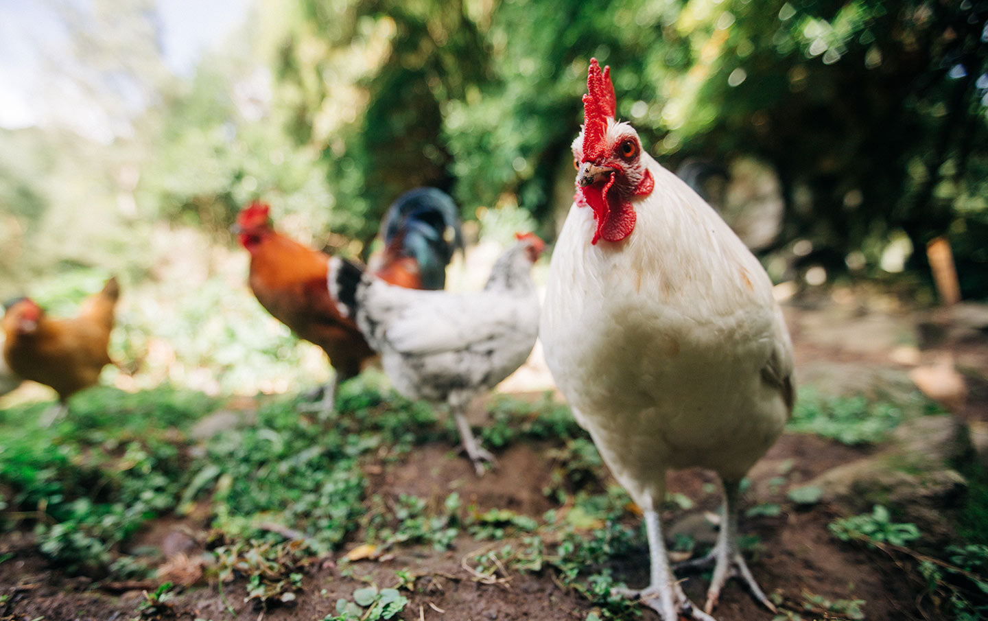 Control Chicken Coop Waste With Deep Litter Composting