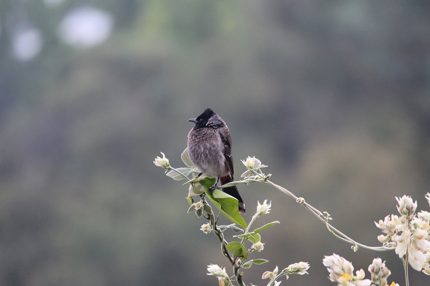 Christmas Bird Count: December 14th – January 5th
