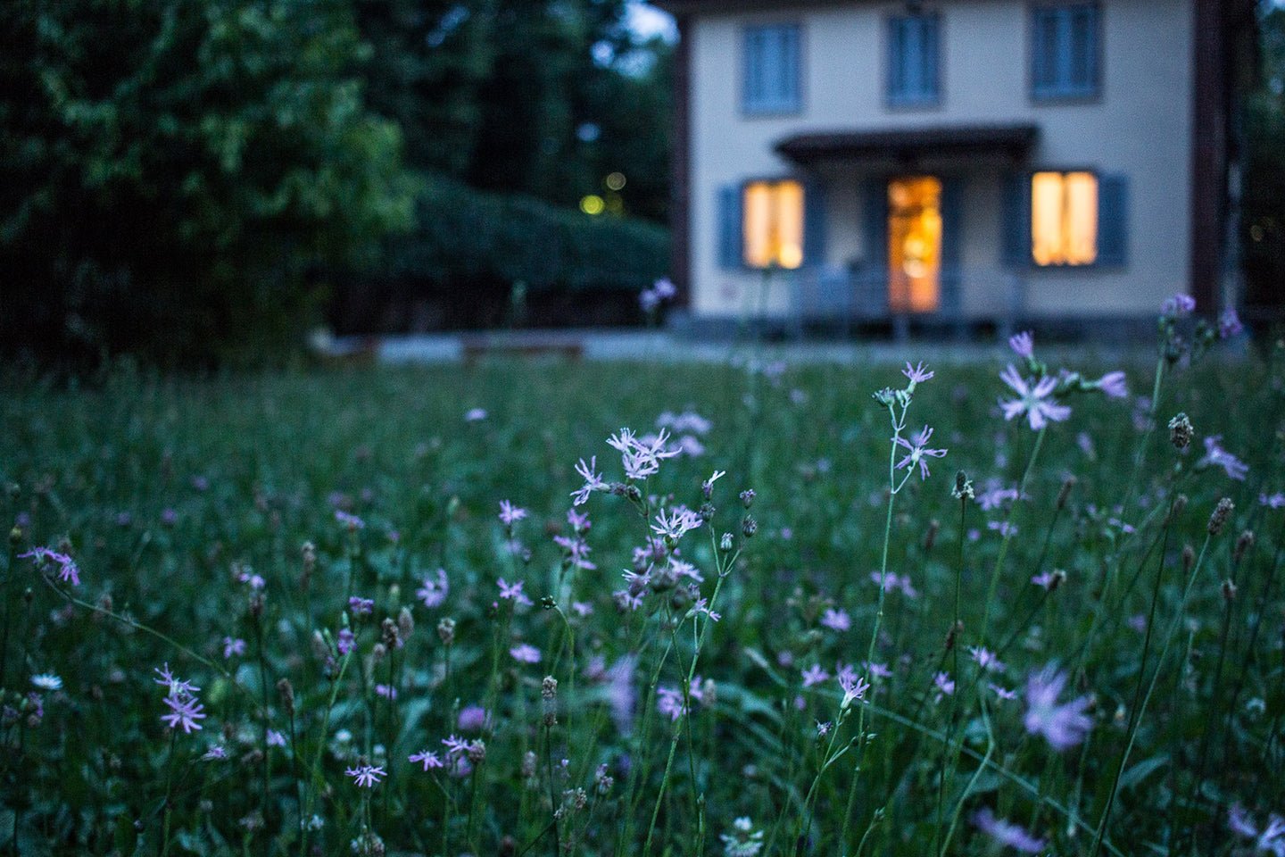 Diatomaceous Earth: Non-toxic Pest Control for Your Home and Garden - Eartheasy