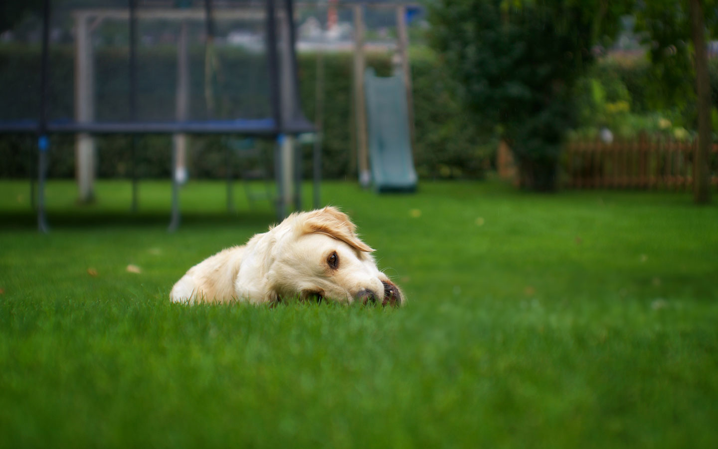 Sod vs. Seed: The Best Choice for a Beautiful Lawn