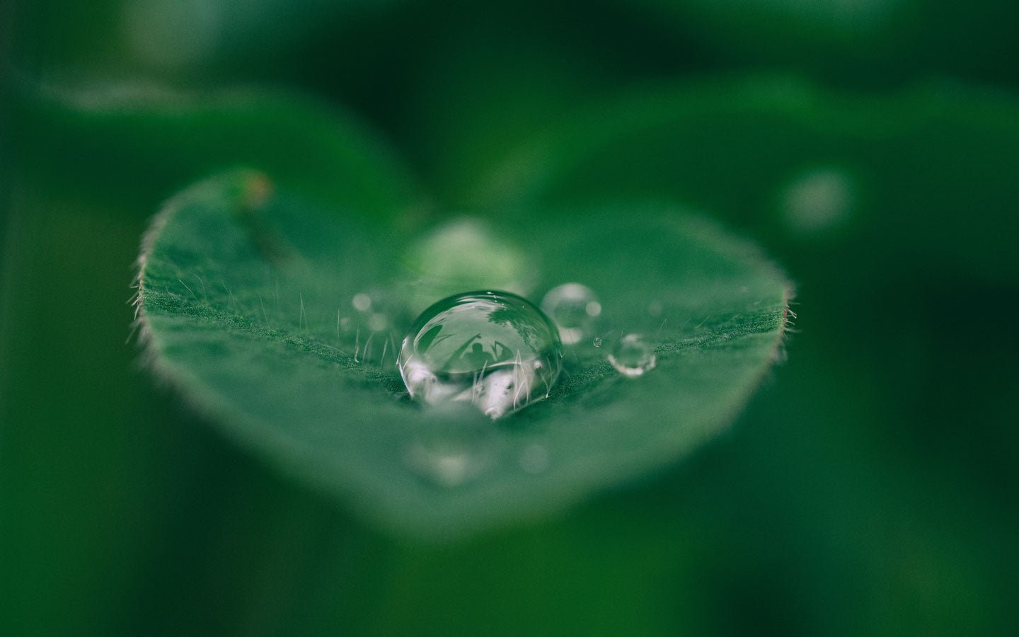 Drip Irrigation - Eartheasy