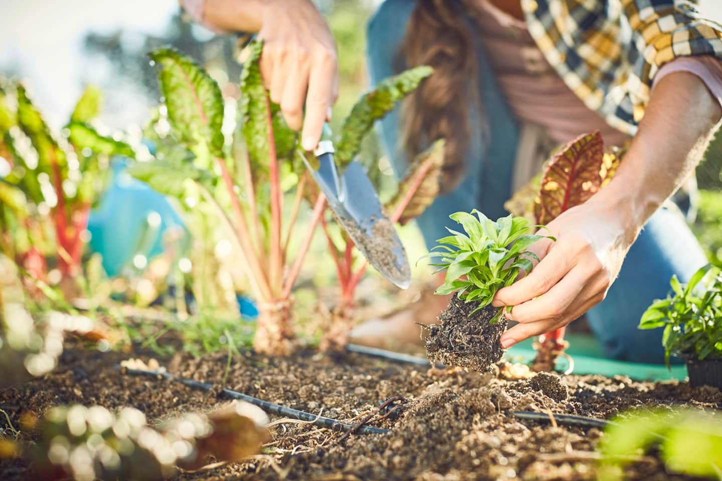 Drip Irrigation vs. Soaker Hoses: Which is Better? - Eartheasy