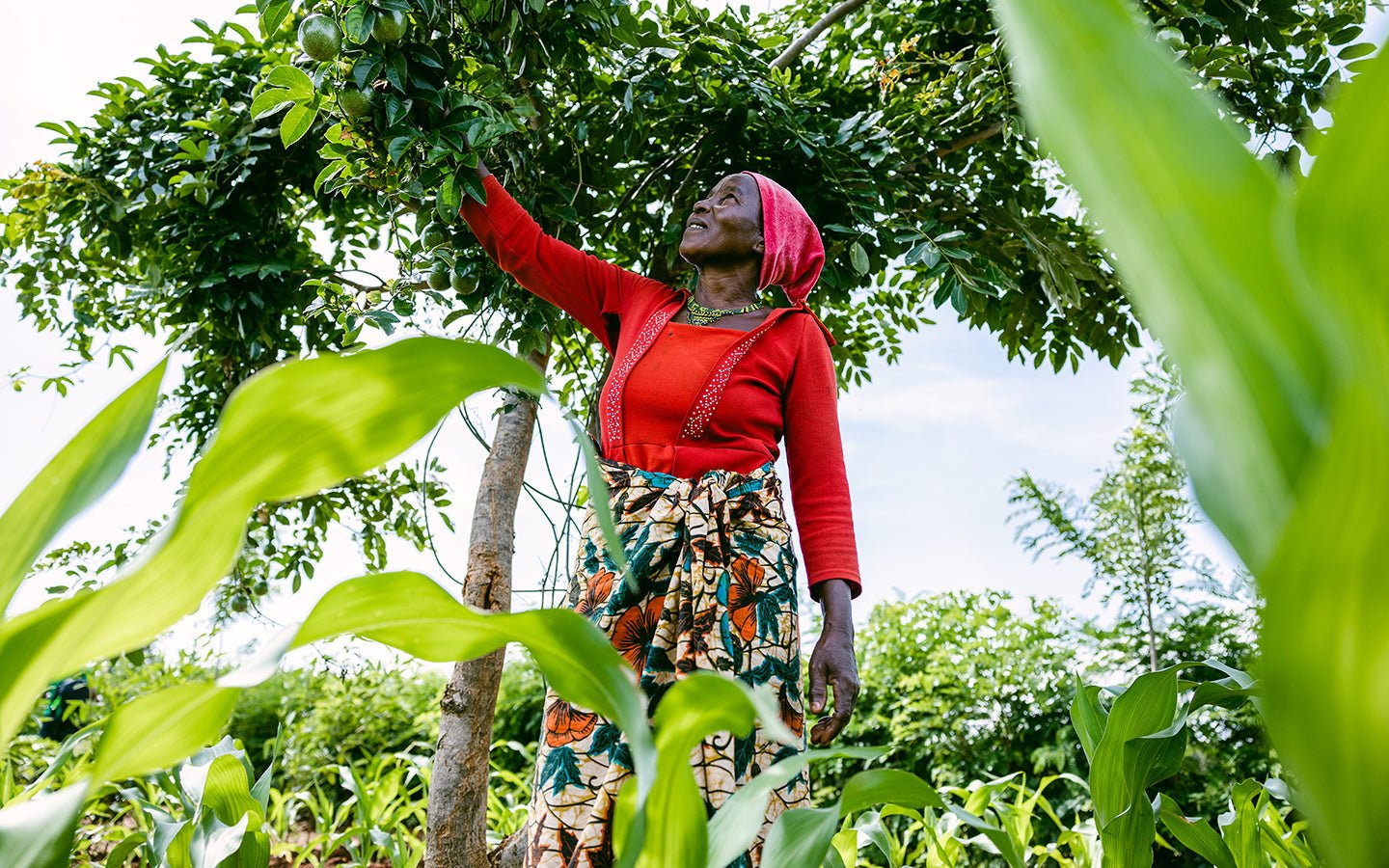 Eartheasy Helps Plant 155,000 Trees - Eartheasy