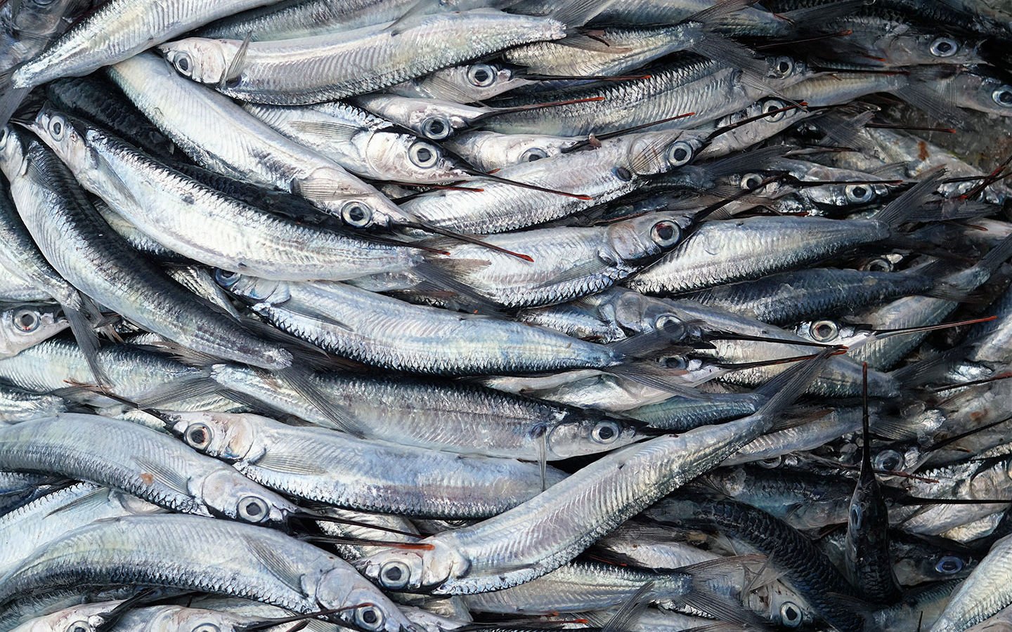 Eco-impact of wild seafood less than that of poultry, beef - Eartheasy