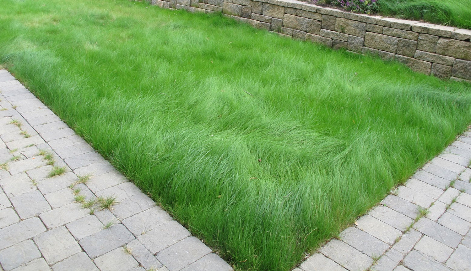 Fall is the Best Time to Plant Your Eco-Lawn
