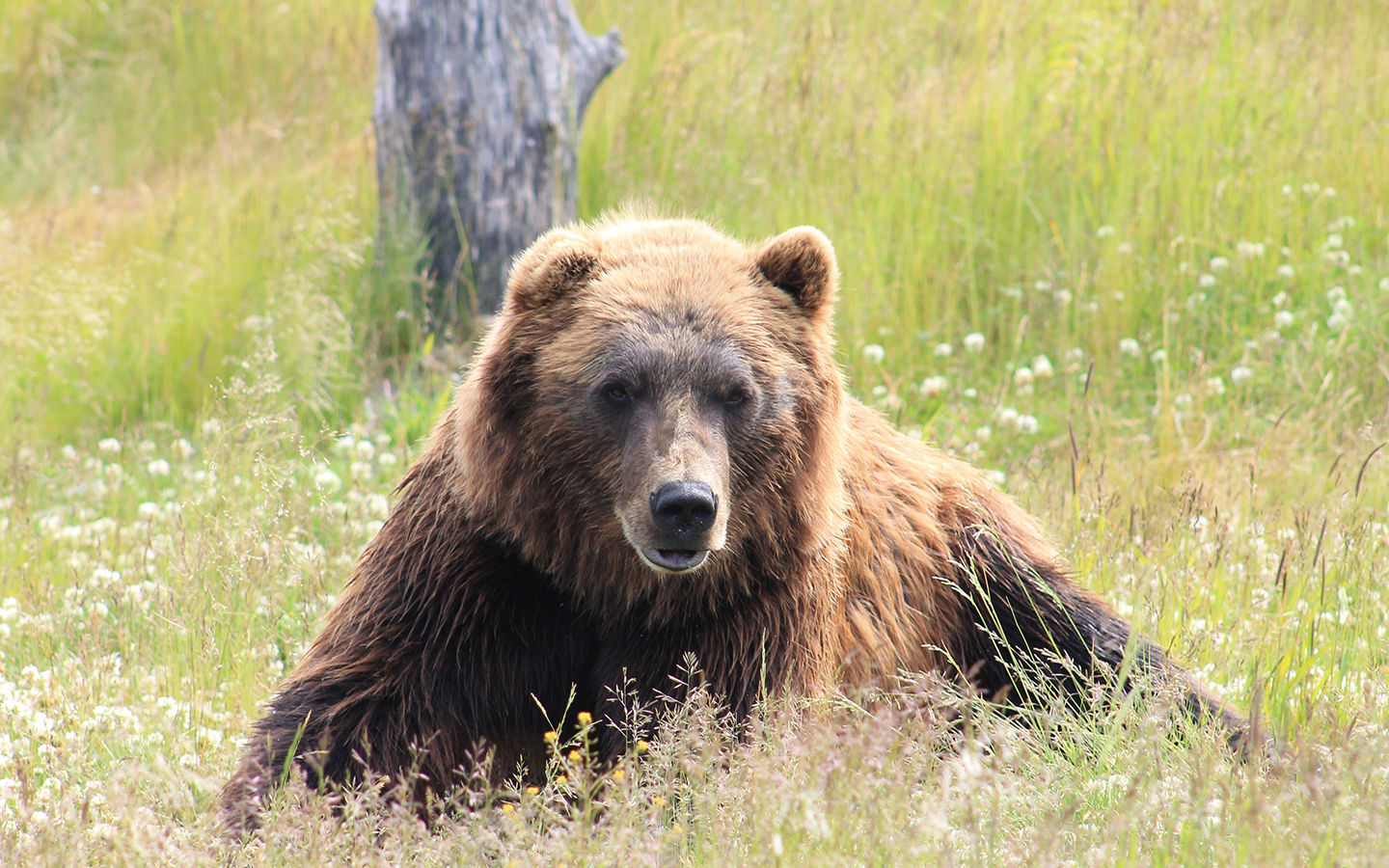 Rewilding: Rebuilding our Wild Lands