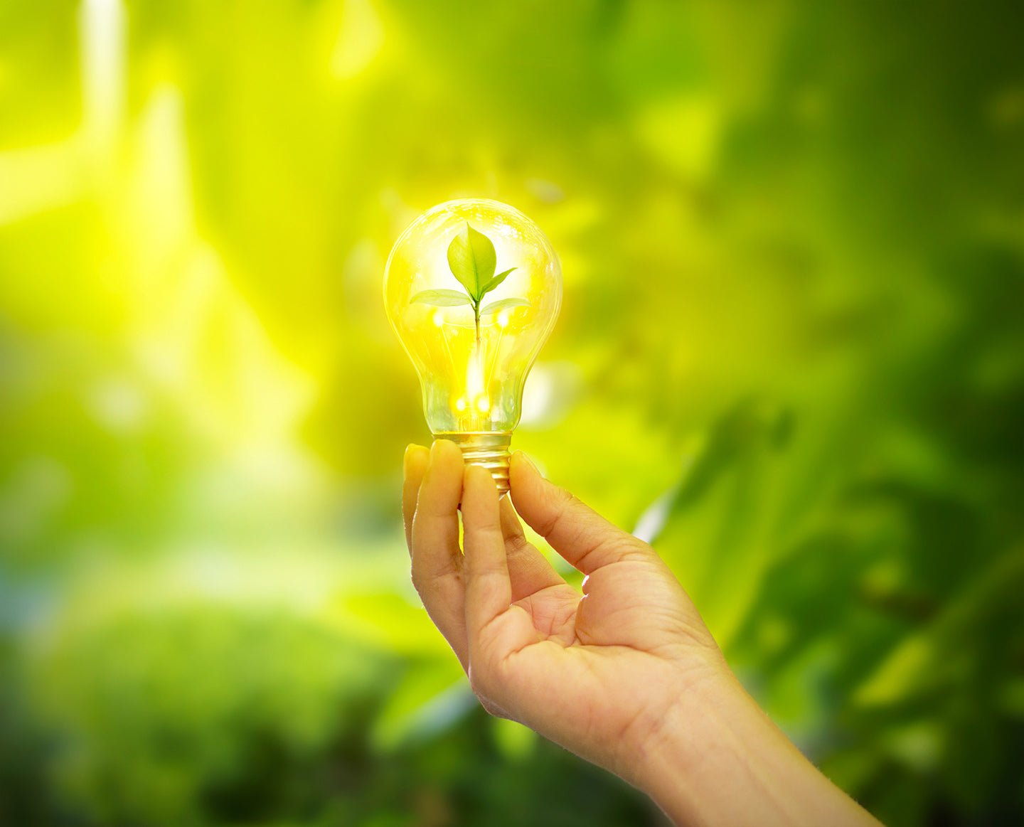Energy Saving Light Bulbs - Eartheasy