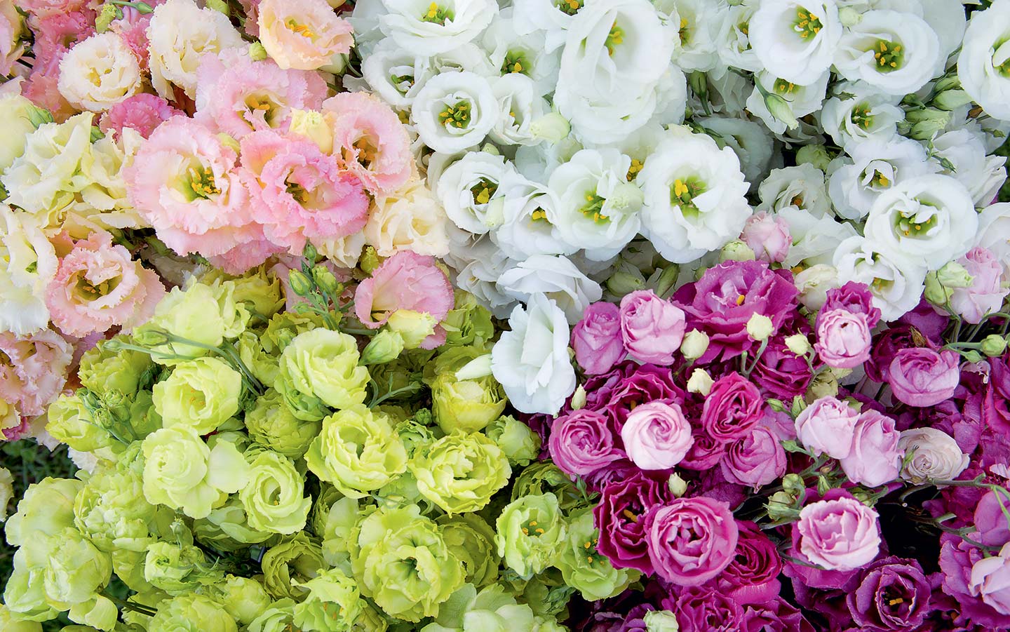Expert Tips on Growing Cut Flowers from Lisa Mason Ziegler - Eartheasy