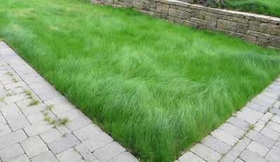 Established Eco-Lawn planted in fall