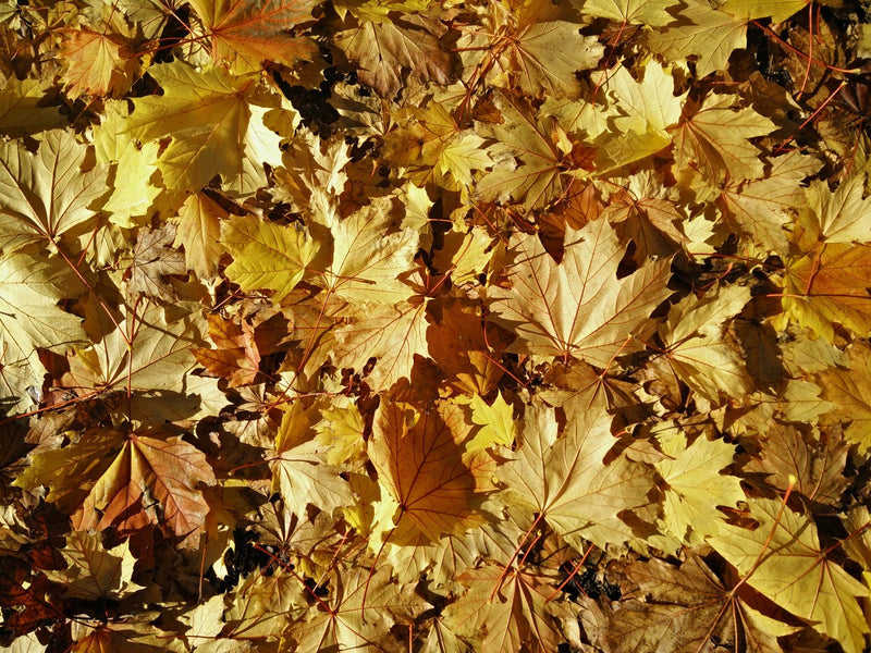 Autumn leaves raked into a garden bed