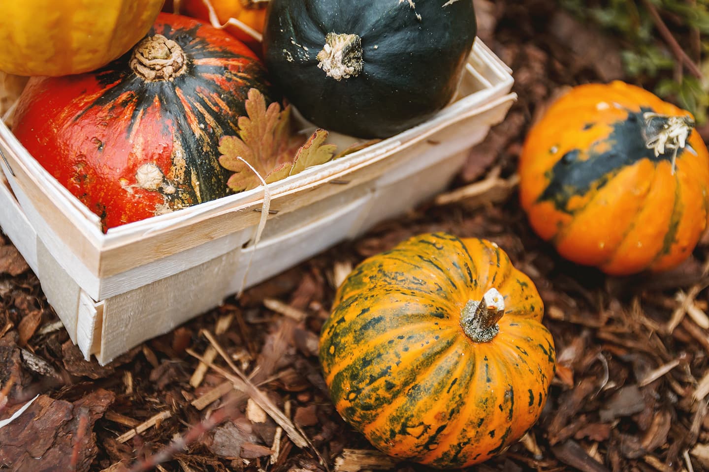 6 Fall Garden Projects You Can Do Right Now
