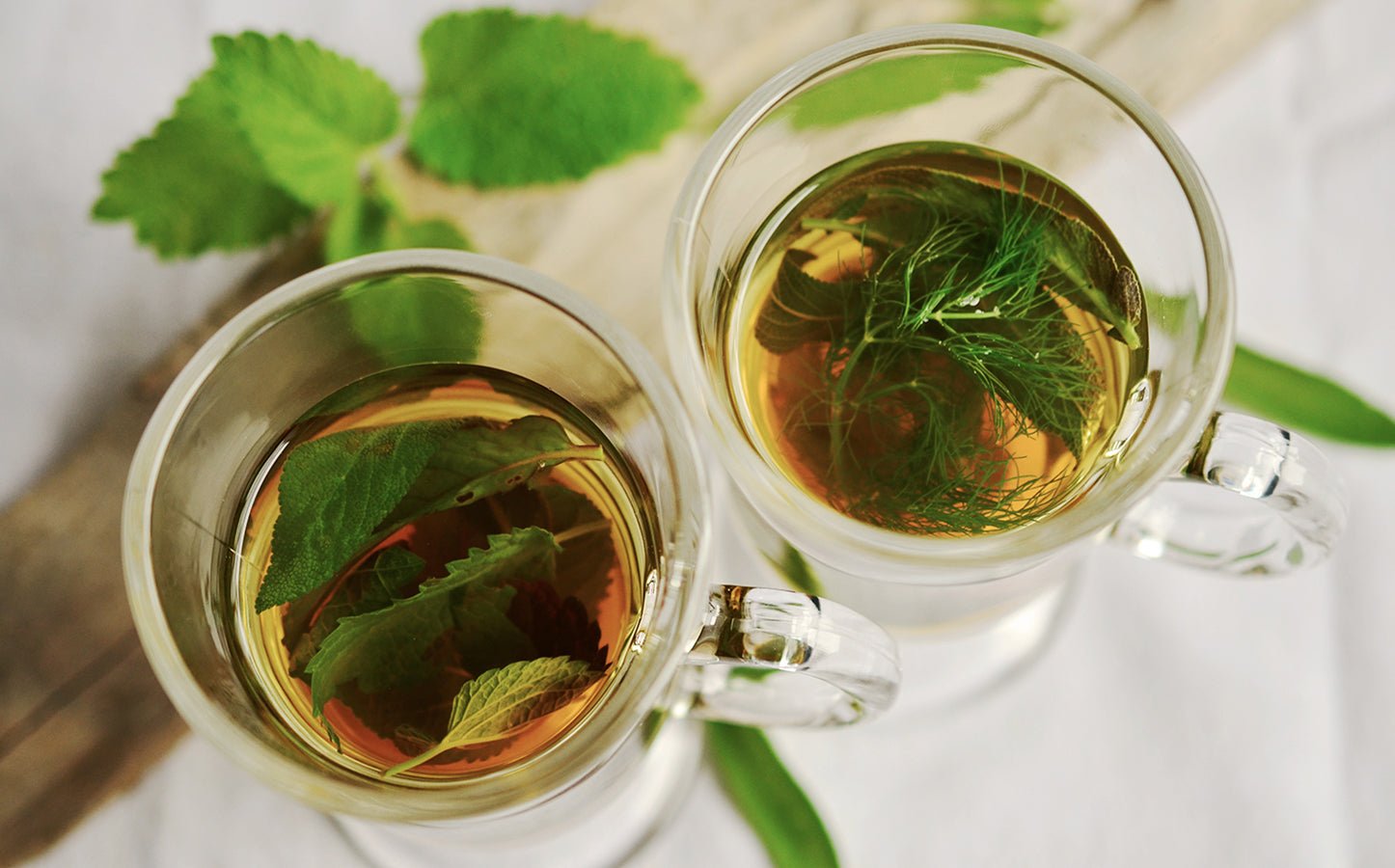 Foraging for Wild Teas: 9 Plants to Pick and Brew - Eartheasy