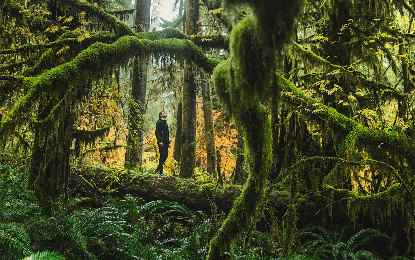 How to Take a Forest Bath