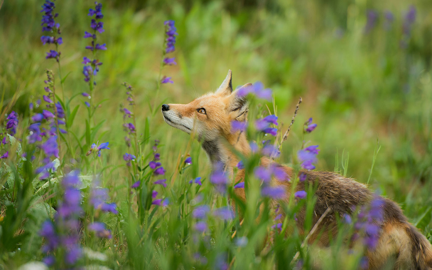 How to Spot Animals in the Wild