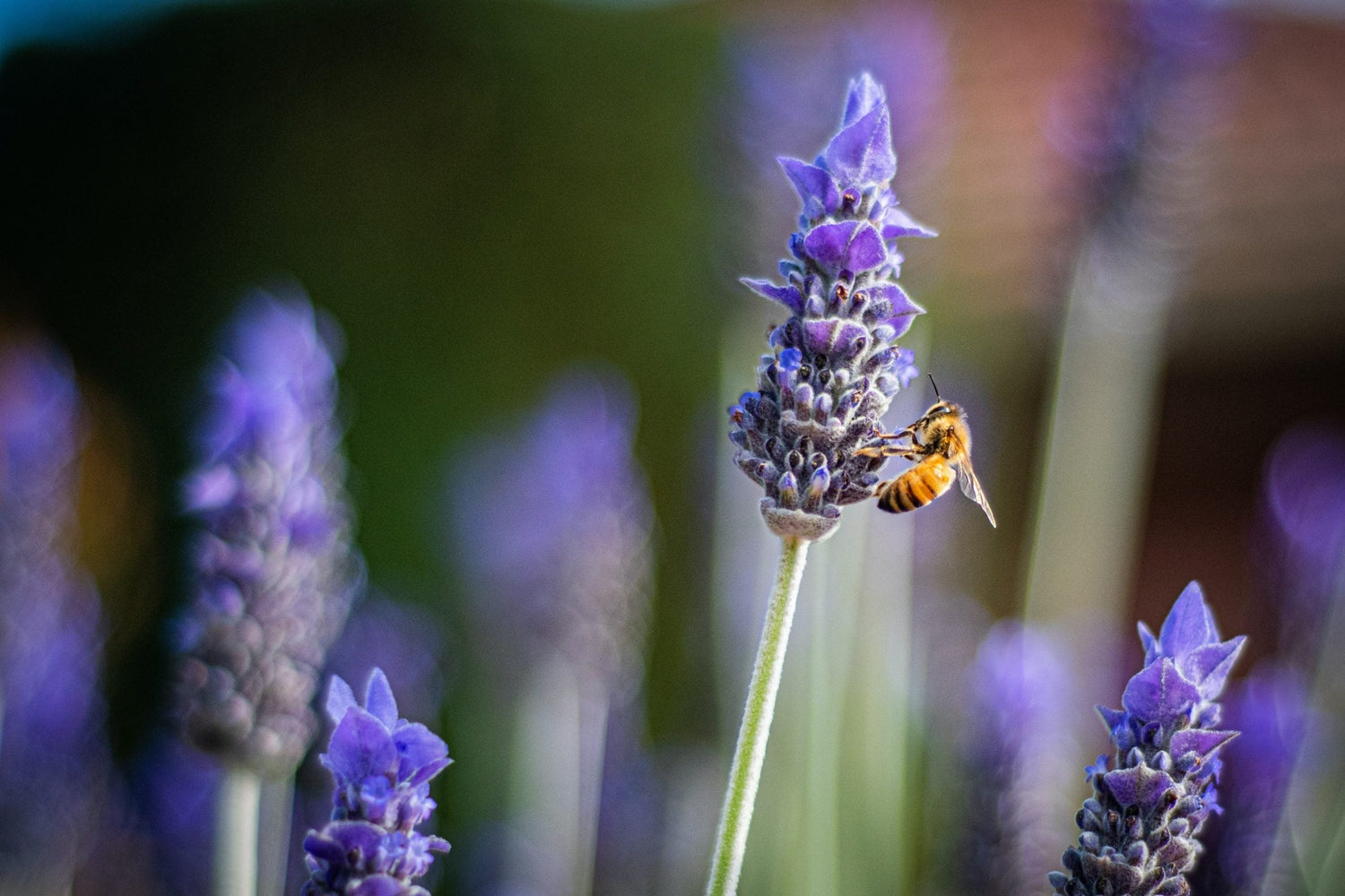 Garden ‘Mini’ Insectary - Eartheasy