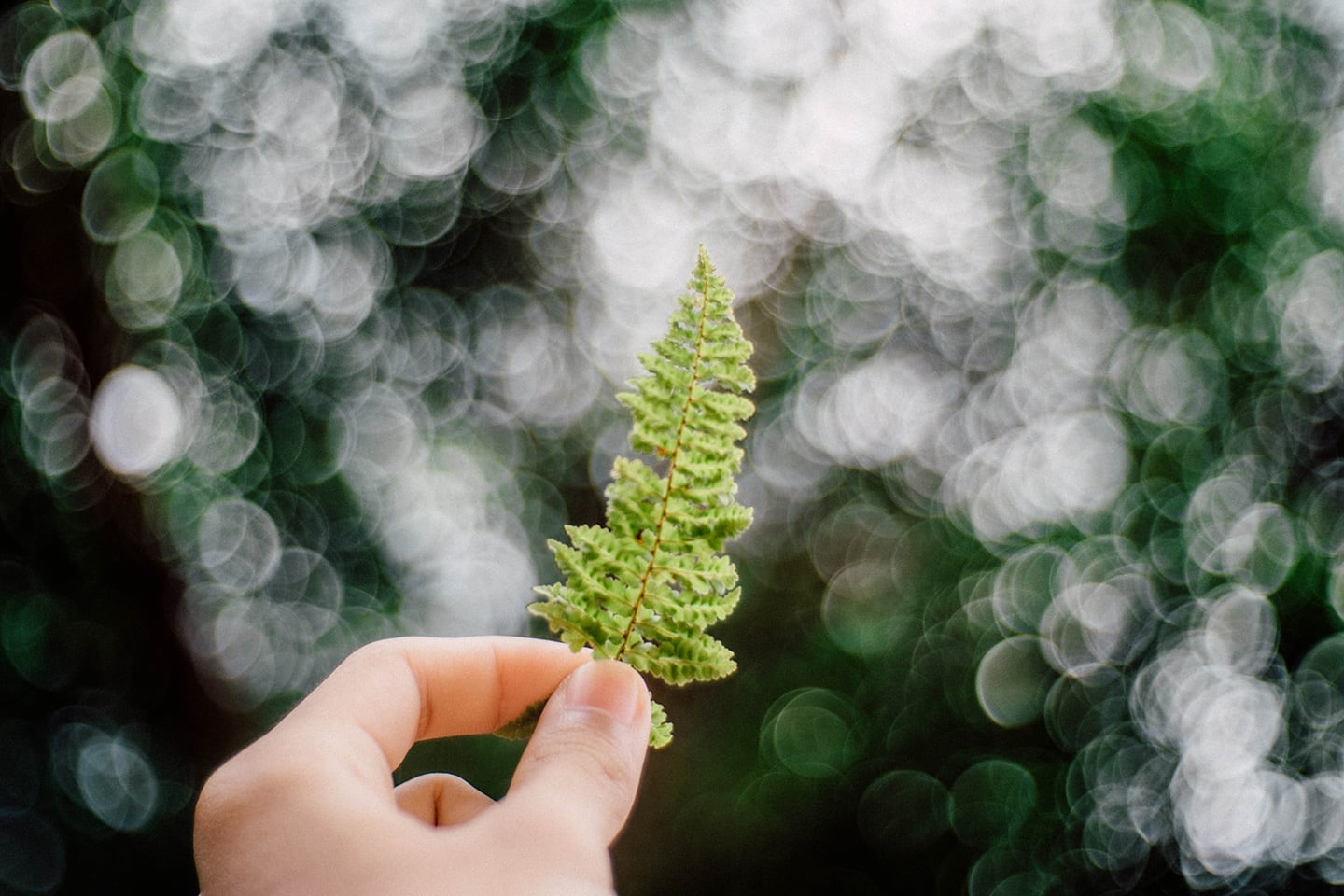 Green Giving Guide: Charity That Makes a Difference to the Planet - Eartheasy