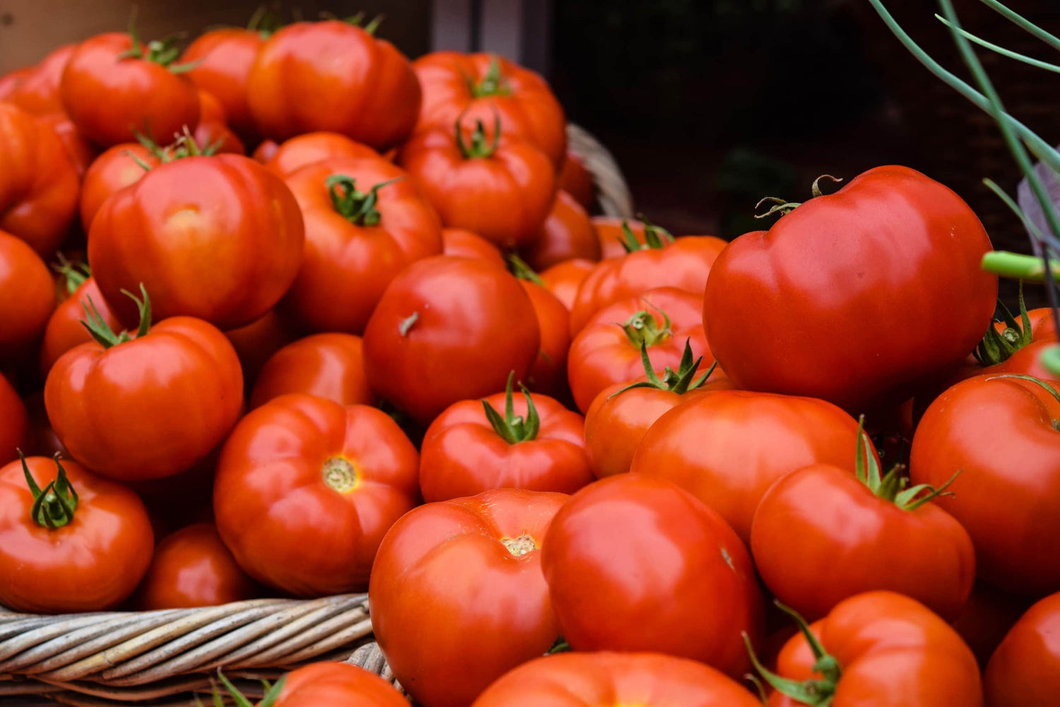 Grow the Healthiest Tomato Plants from Seed - Eartheasy