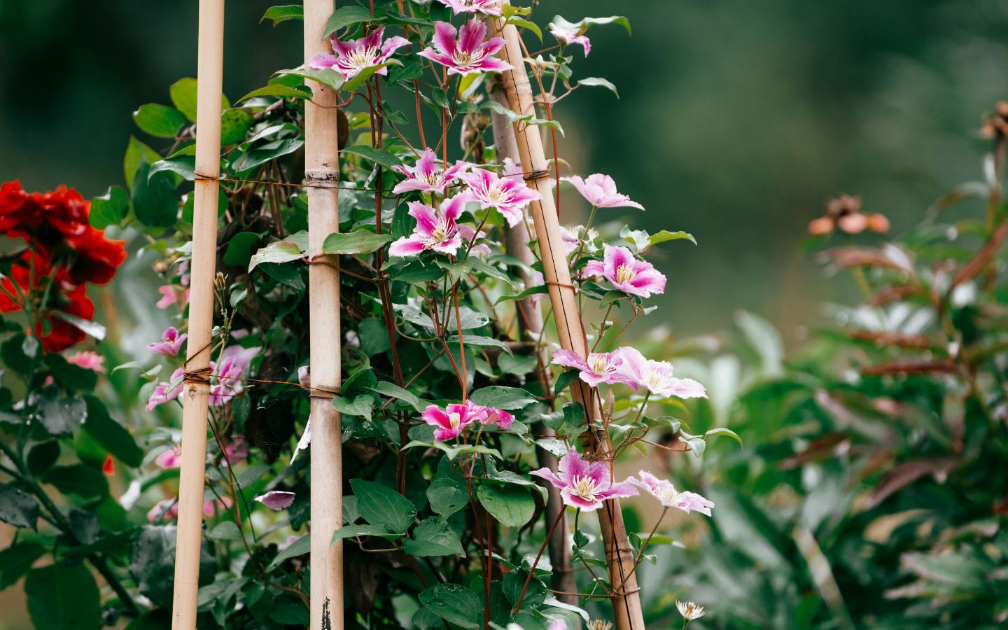 Growing and Planting Clematis: A Complete Guide - Eartheasy