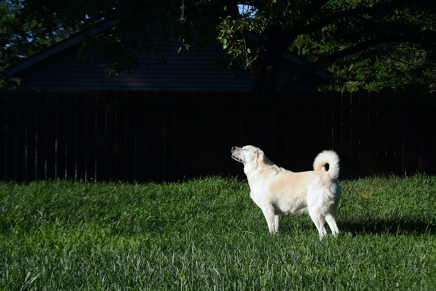 The Best Guardian Dogs to Protect Your Chickens
