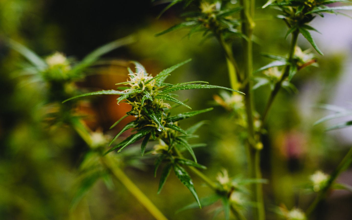 Hemp Clothing - Eartheasy