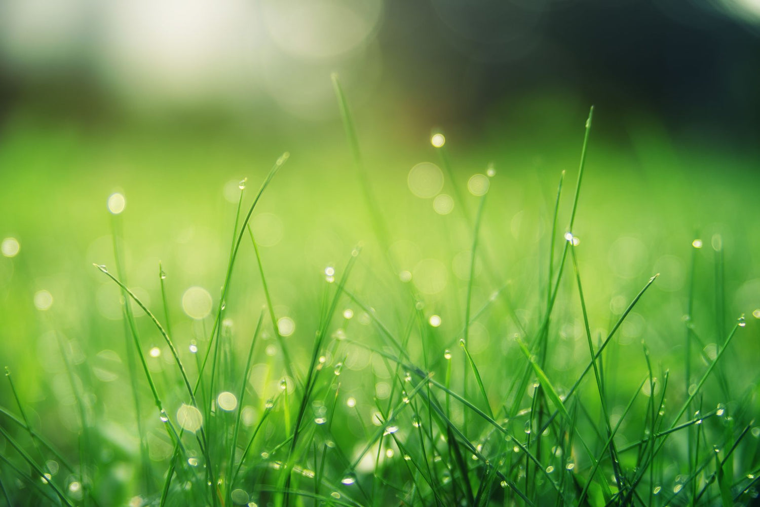 Close-up of healthy green lawn grass grown from seed