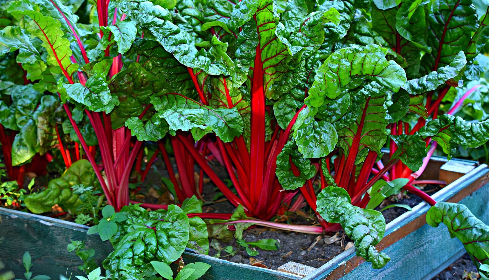 How to Calculate Soil Volume for Raised Garden Beds - Eartheasy