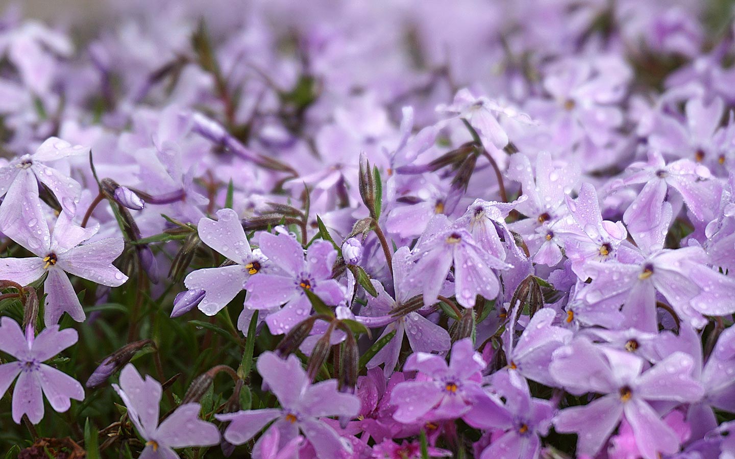 How to Easily Divide and Move Perennials - Eartheasy