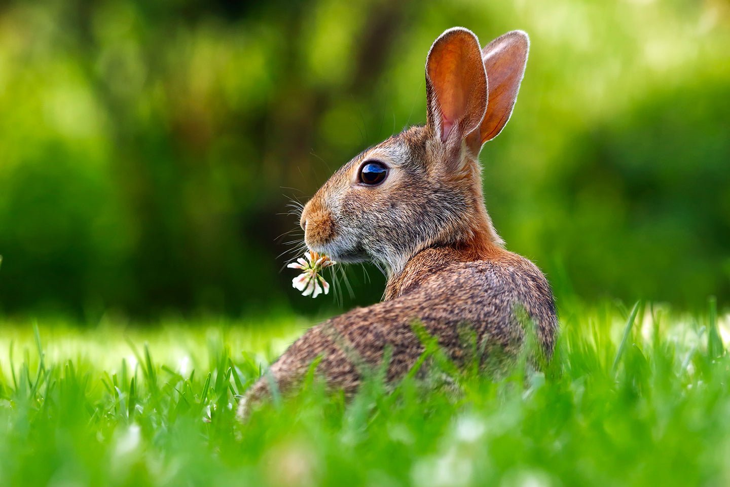 How to Establish a Clover Lawn - Eartheasy