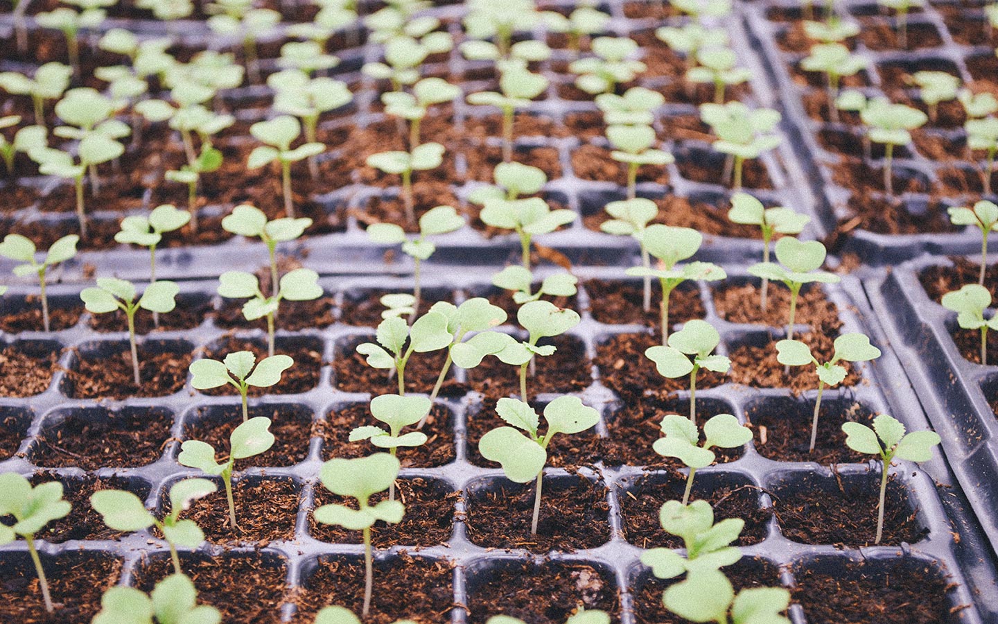 How to Grow the Best Vegetables From Seed - Eartheasy