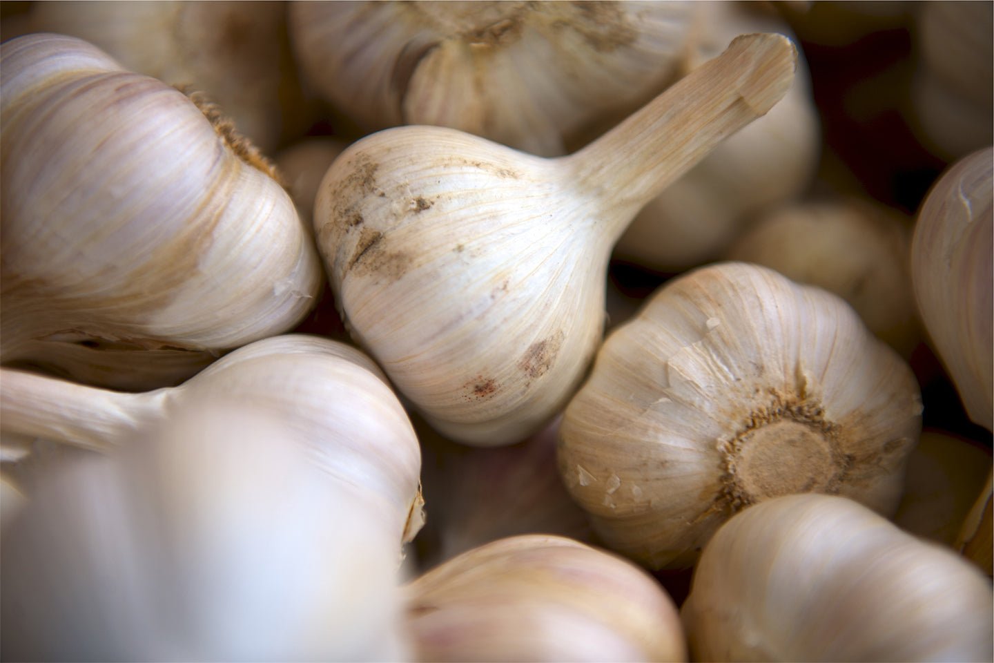 How to Grow Your Own Garlic - Eartheasy