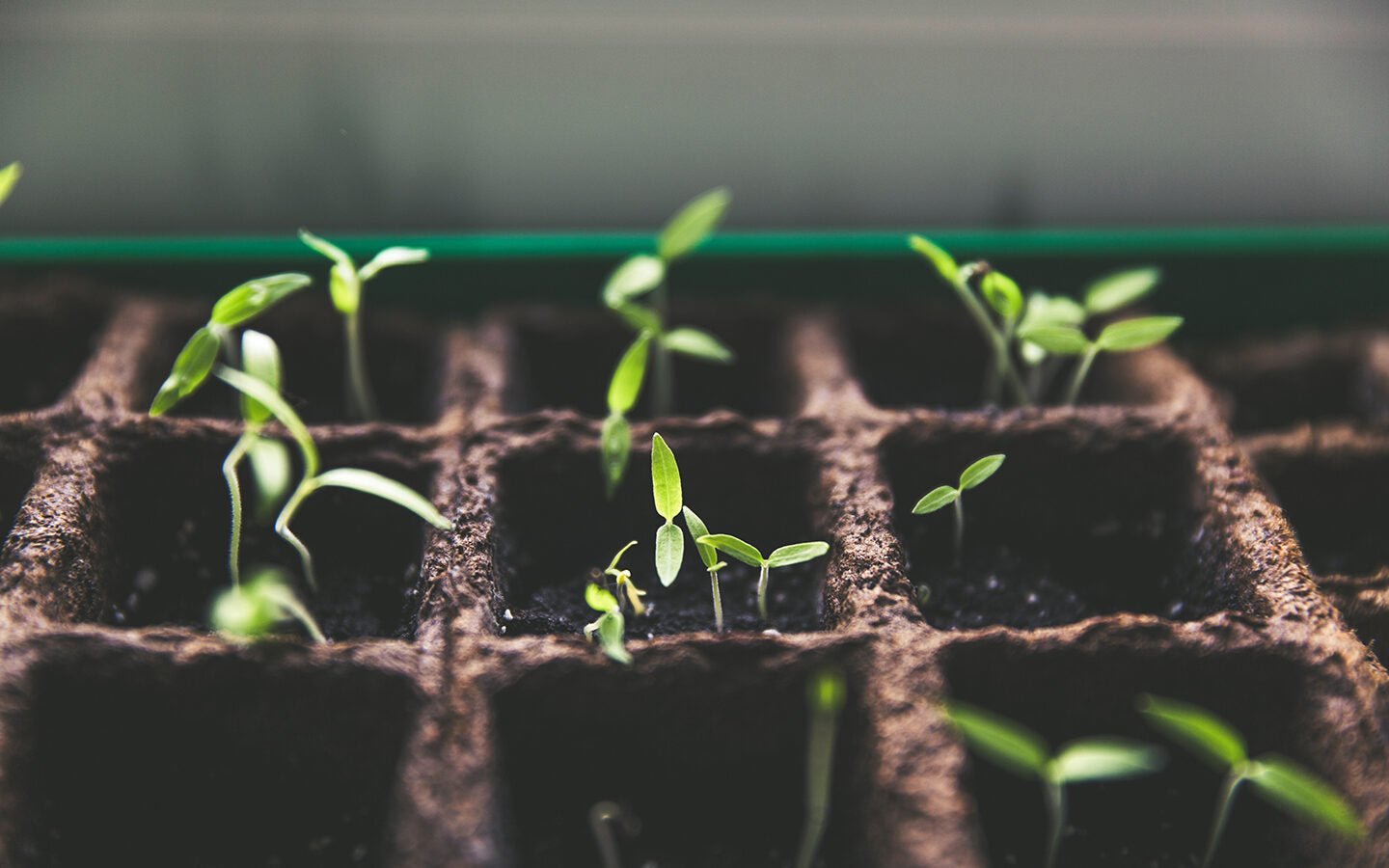 How to Make an ‘Instant Cloche’ to Protect Seedlings - Eartheasy