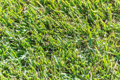 Centipede grass lawn filling in