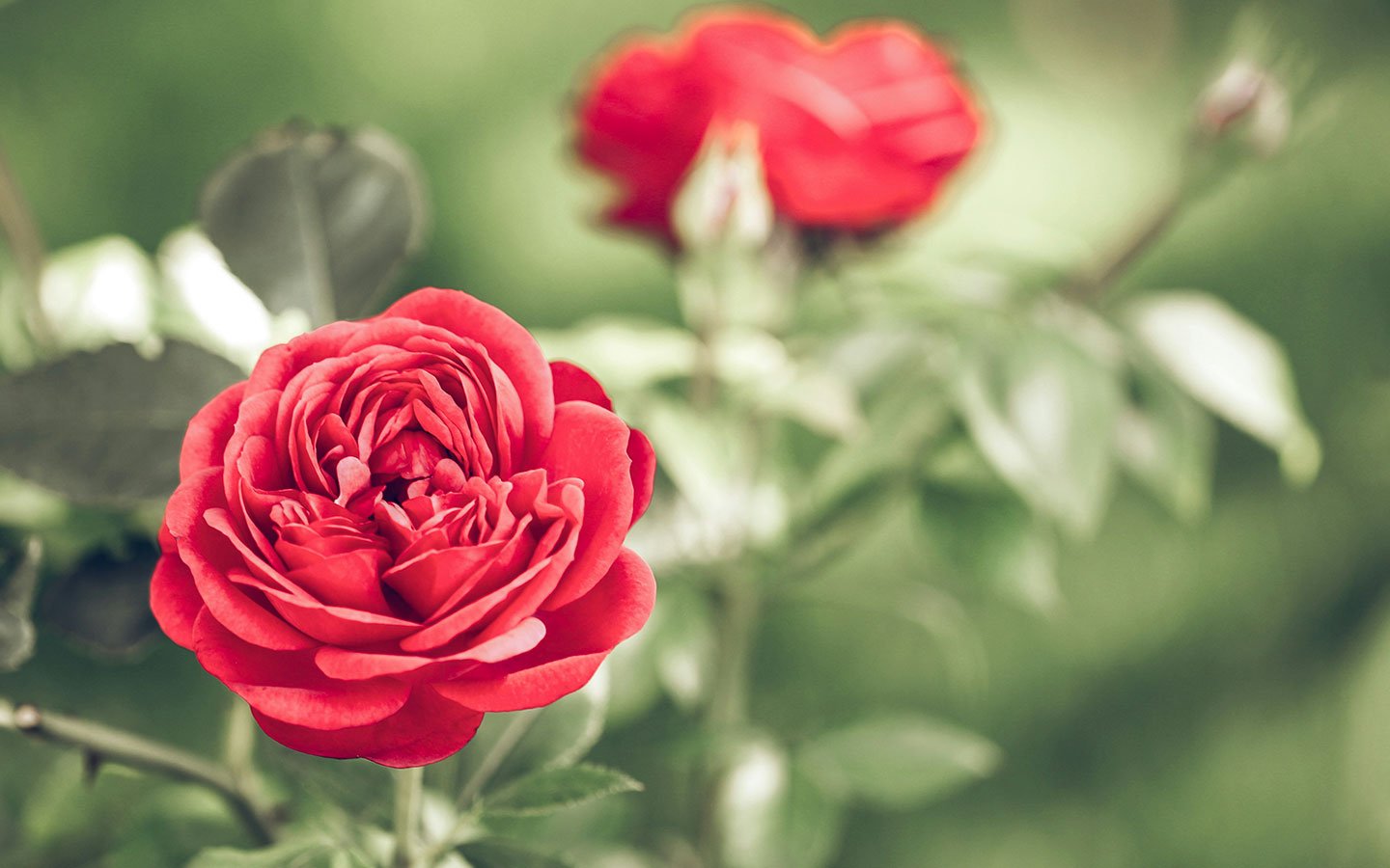 How to Prune Roses for Health and Beauty - Eartheasy