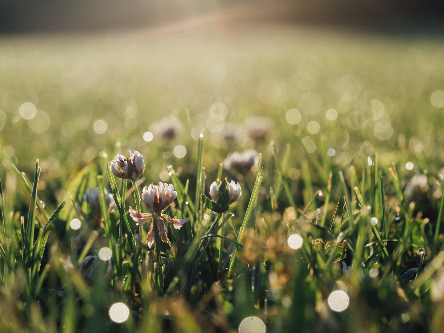 How to “Read the Weeds” for a Healthier Lawn - Eartheasy