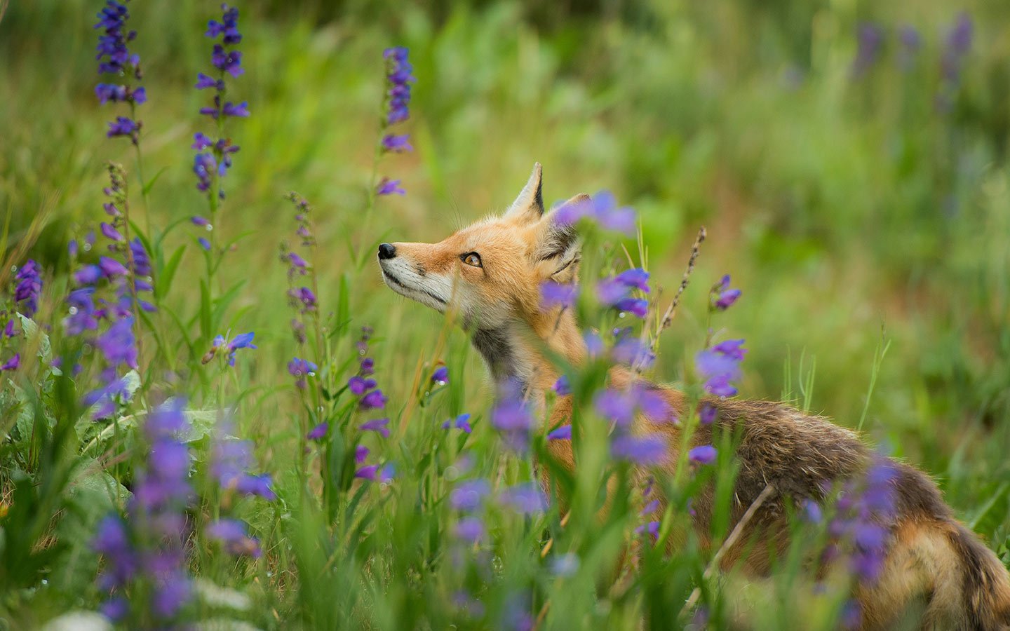 How to Spot Animals in the Wild - Eartheasy