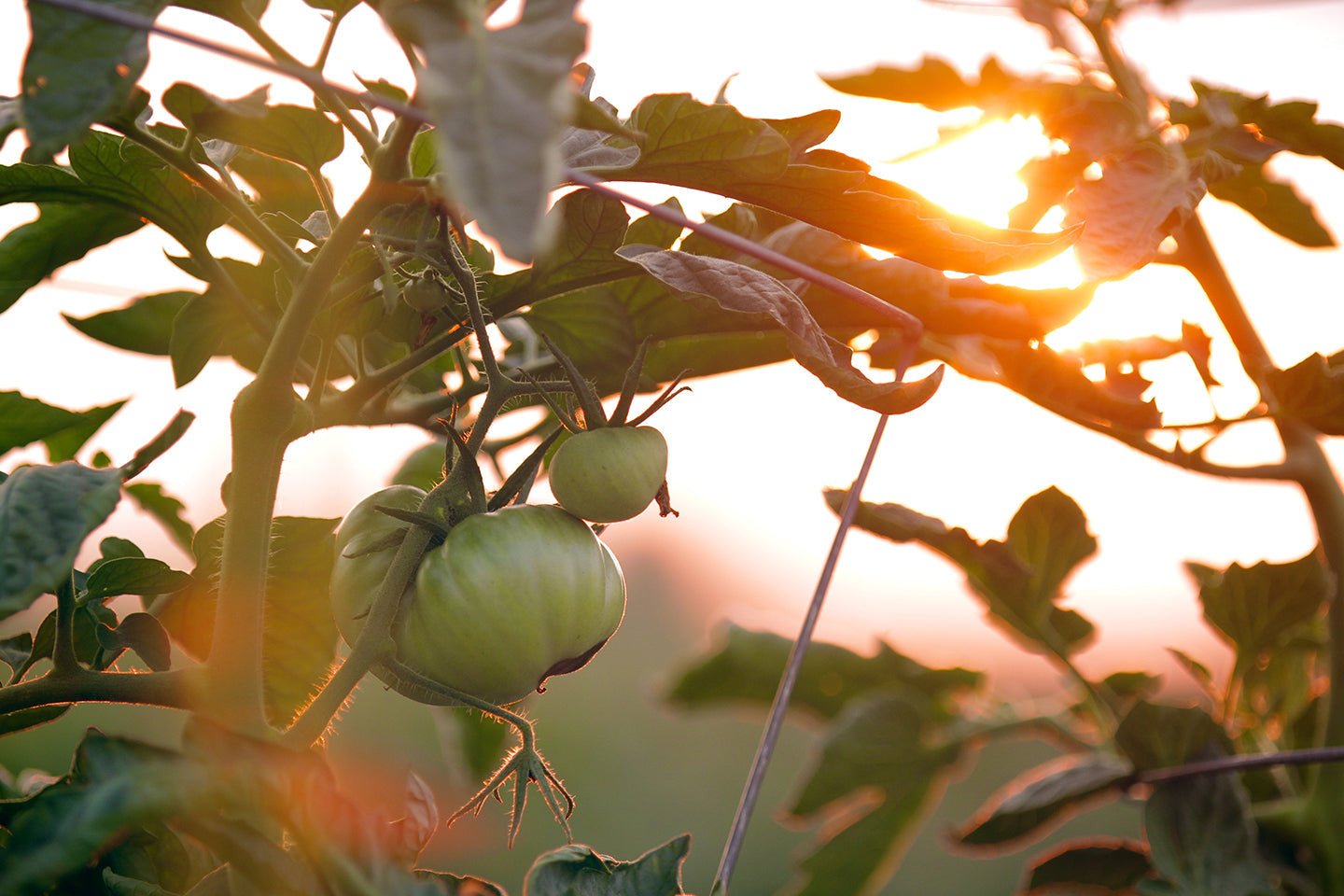 How to Trellis Tomatoes for Maximum Yield - Eartheasy