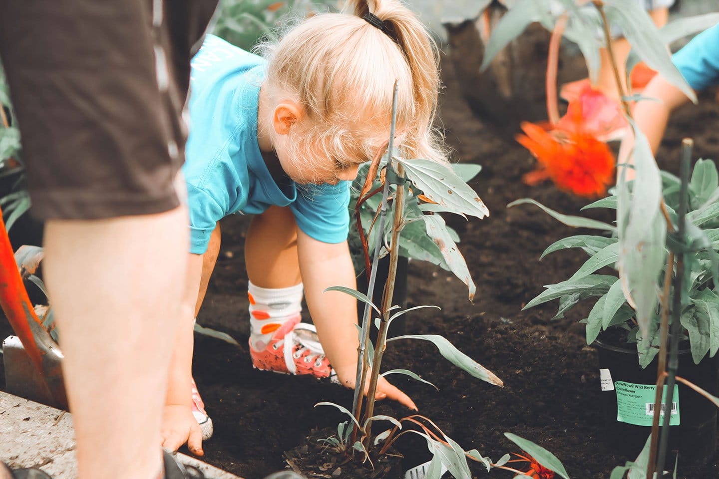 How to Use Finished Compost - Eartheasy