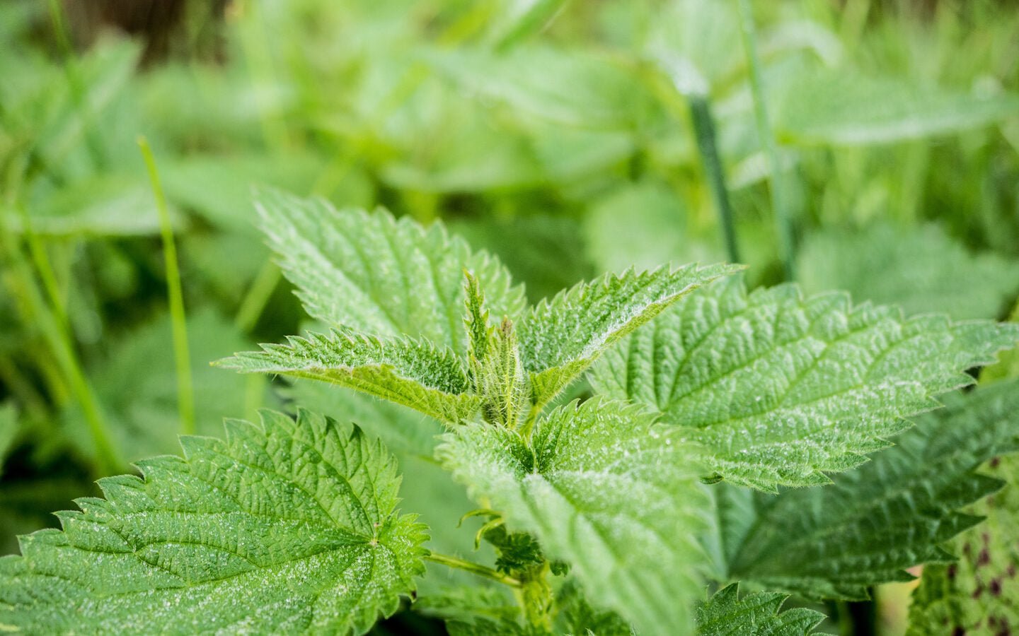 How to Use Nettles with Your Springtime Cooking - Eartheasy