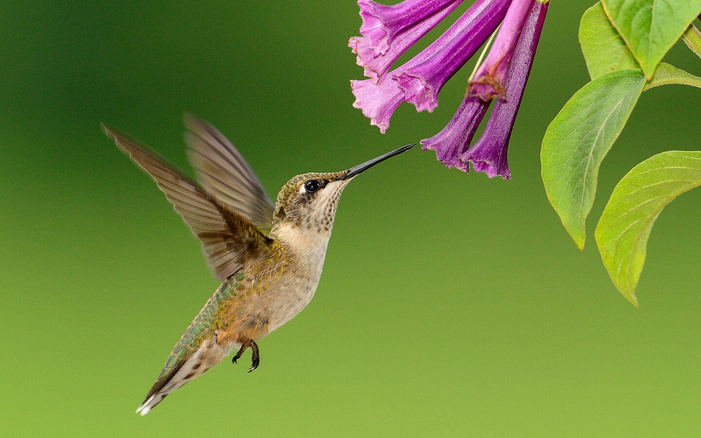 Baby Hummingbird Rescued, Raised by Young Man