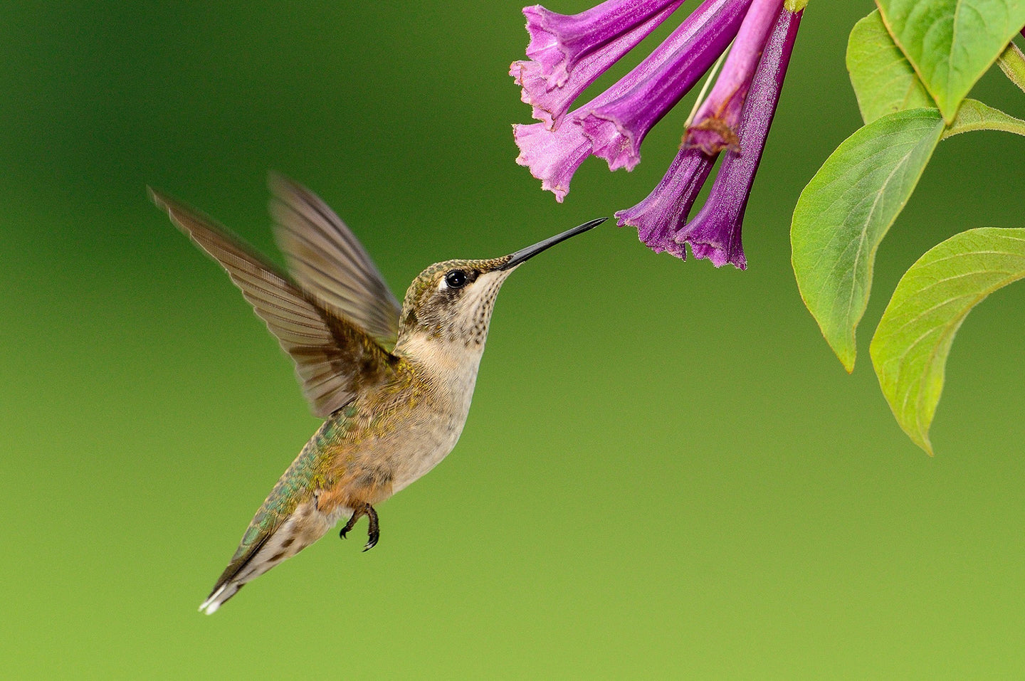 9 Ways to Help Birds Avoid Window Collisions