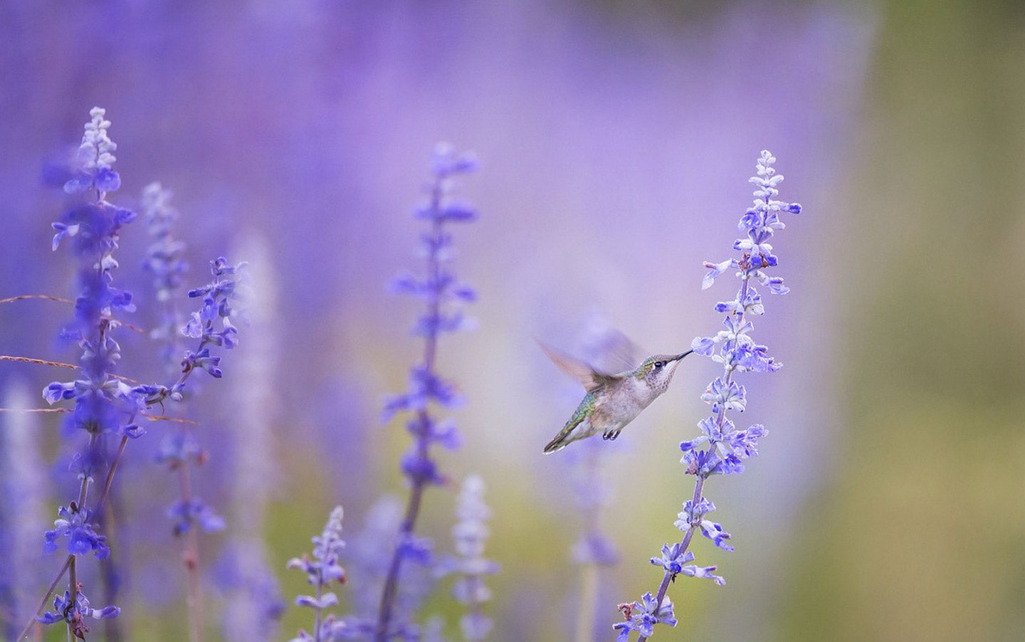 How Do Birds Help (or Hinder) the Garden?