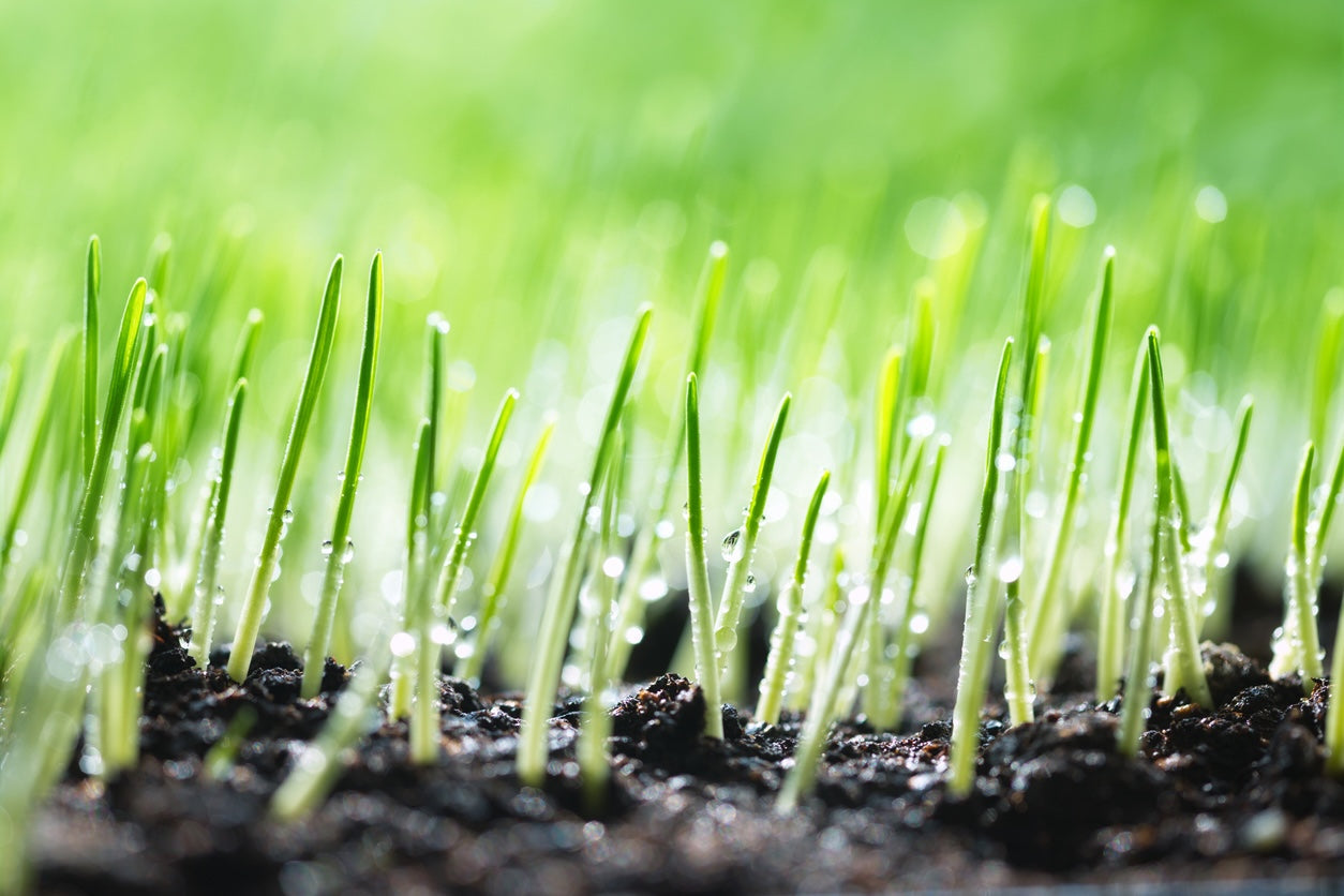 How Often To Water New Grass Seed