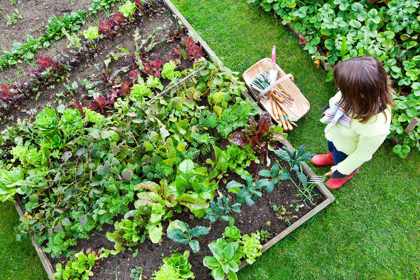 Raised Beds: Soil Depth Requirements