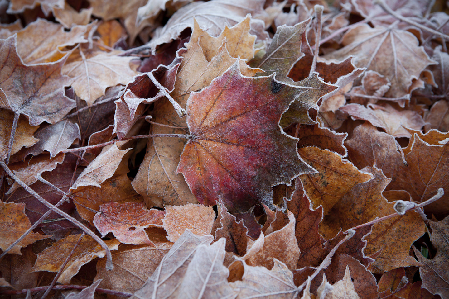 7 Secrets for Successful Winter Composting