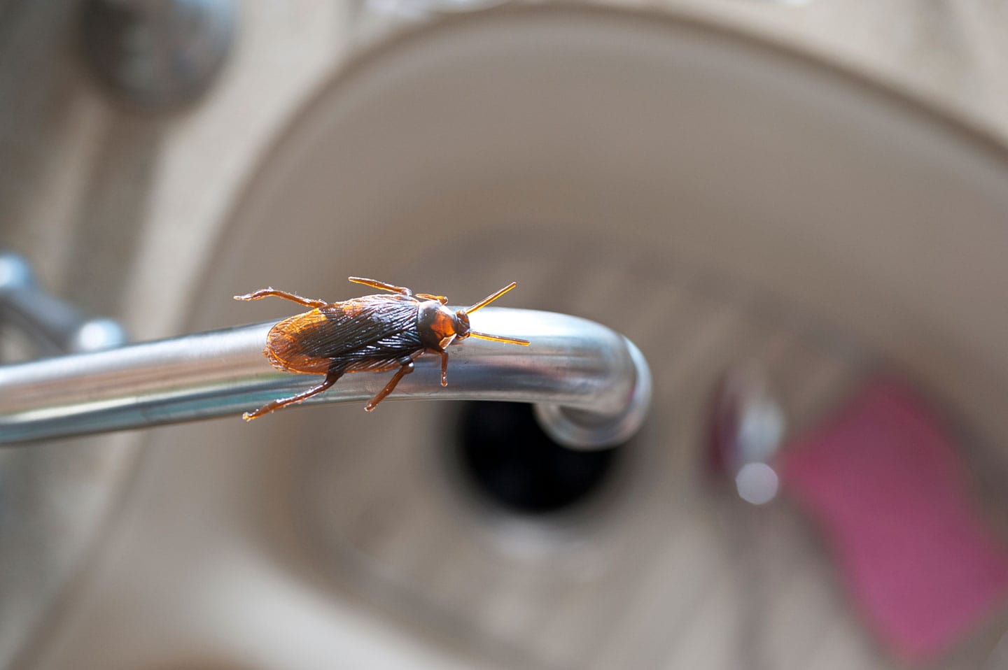 Natural Pest Control